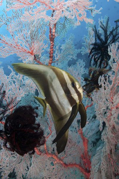 Indonesia, Papua, Raja Ampat Batfish and coral